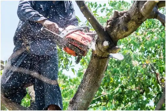 tree services Howe